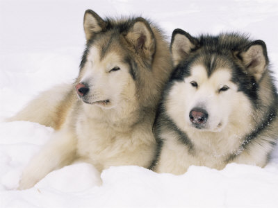 Aljašský-malamut-Alaskan-Malamute1