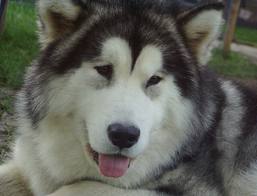 images (9)