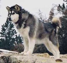 images (10)