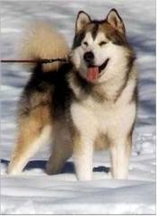 images (21)