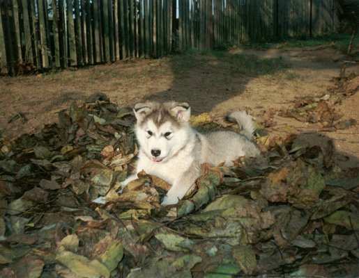image (1)