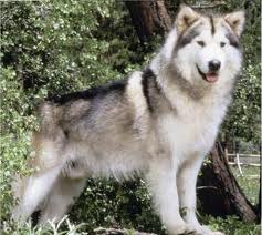images (6)