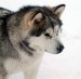 images (12)